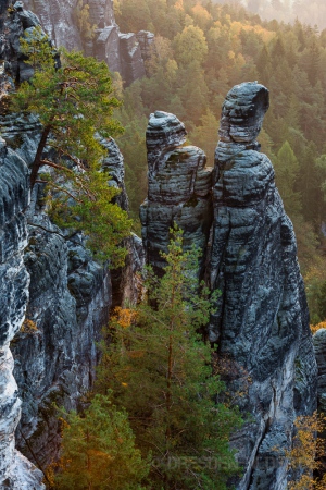 Zitronenkopf