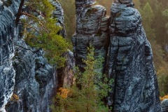 Zitronenkopf