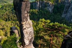 Wehlnadel im Sommer