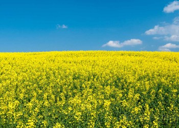 Lausitz Sonstige