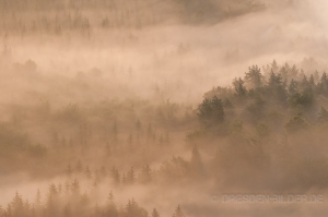 Mystischer Wald