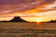 Abendlicht über dem Kornfeld